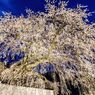 播磨一本堂  大糸桜. ライトアップ　その3