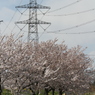 桜＆新古河線_後(3)