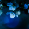 Silent night