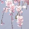 枝垂れ桜