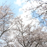 青空と桜