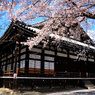 本隆寺桜吹雪