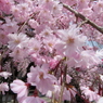 仏光寺の枝垂れ桜