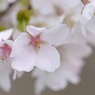 山桜