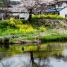 水面に桜