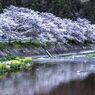 川沿いの桜
