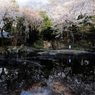 春を映す