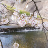 夙川と桜