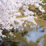 夙川と桜