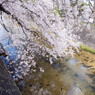 夙川と桜