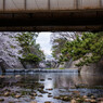 夙川と桜