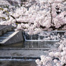 夙川と桜