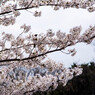 夙川と桜