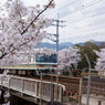 ＪＲと桜