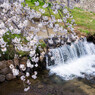 芦屋川と桜