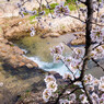 芦屋川と桜