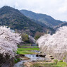 芦屋川と桜