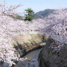 妙法寺川と桜