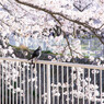 妙法寺川と桜