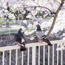 妙法寺川と桜