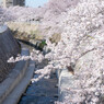 妙法寺川と桜