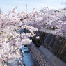 妙法寺川と桜