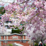 湊川隋道と桜