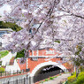 湊川隋道と桜