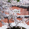 湊川隋道と桜