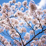 桜と青空