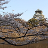 大阪城と桜