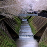 よく見る風景...桜模様