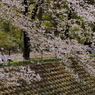 桜と...お花見