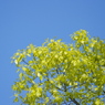 新緑と空