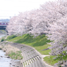 鉄桜