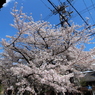 高瀬川の桜　いつもと違う角度から