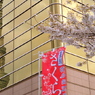 ゴールドスカイツリーと桜