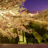 妙法寺川の夜桜