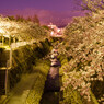 妙法寺川の夜桜