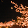 須磨浦公園夜桜ライトアップ　敦盛桜