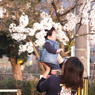 桜と坊や