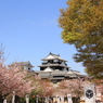 『松山城×桜』