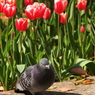 花をバックに