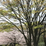 新緑と桜、春爛漫
