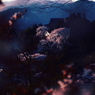 cherry temple