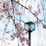 しだれ桜