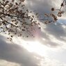 雲と桜