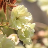 不思議な桜・・・