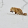 キタキツネ　雪解けの頃　Ⅱ