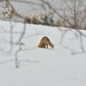 キタキツネ　雪解けの頃　Ⅳ